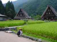 Rice field